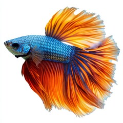 Fototapeta premium A colorful Siamese Fighting Fish with blue, orange, and yellow fins, isolated on a white background.