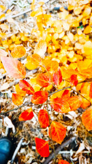 Stunning Vibrant Autumn Leaves Displayed in Beautiful Warm Tones Against a Soft Light