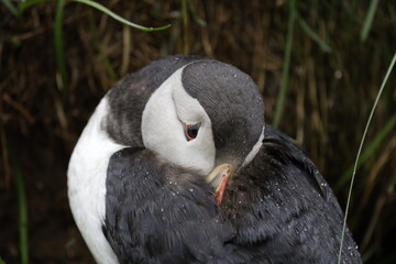 Puffin Iceland