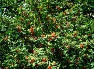 Red rowan on green august trees background