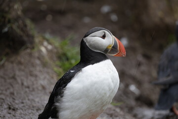 Puffin Iceland