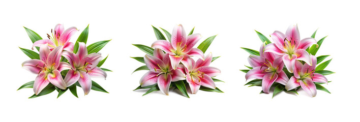 Lily Flowers with Leaves on Transparent Background - High-Resolution PNG