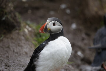 Puffin Iceland