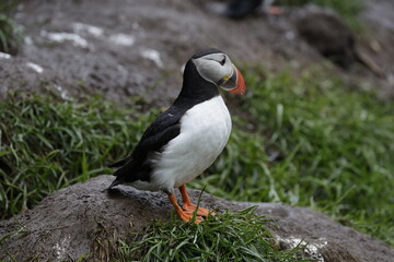 Puffin Iceland