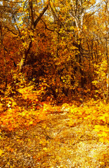 Witness the Vibrant Autumn Leaves in a Beautiful Forest During a Scenic Outdoor Adventure