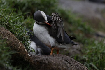 Puffin Iceland