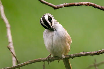 Zacatonero Serrano Mexicano Oriturus superciliosus ssp. superciliosus