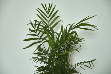 palma © Marcin Łazarczyk