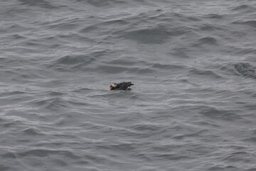 Fototapeta premium Puffin Iceland