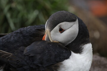 Puffin Iceland