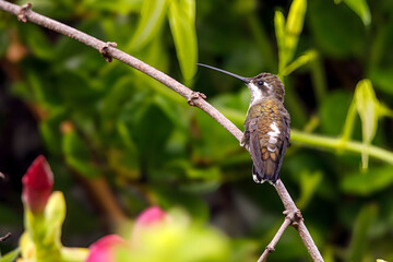 El colibrí pochotero, colibrí estrella encapotada, colibrí picudo occidental, colibrí picudo, colibrí picudo de gargantilla roja, colibrí picolargo o picolargo coronioscuro (Heliomaster constantii) es