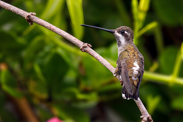 El colibrí pochotero, colibrí estrella encapotada, colibrí picudo occidental, colibrí picudo, colibrí picudo de gargantilla roja, colibrí picolargo o picolargo coronioscuro (Heliomaster constantii) es © JP STUDIO