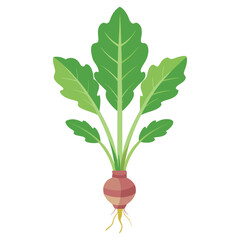 illustration of a horseradish, radish isolated on white background
