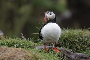 Puffin Iceland