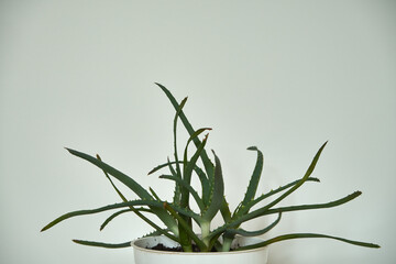 Aloes, Aloe L. © Marcin Łazarczyk