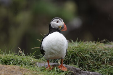 Puffin Iceland