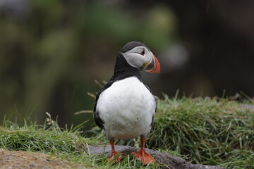Puffin Iceland