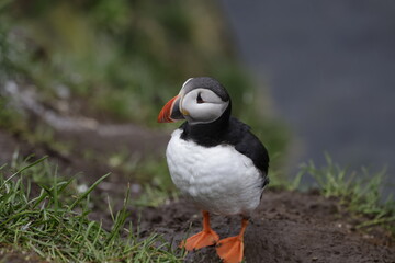 Puffin Iceland
