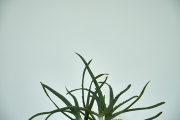 Aloes, Aloe L. © Marcin Łazarczyk