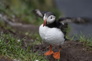 Puffin Iceland