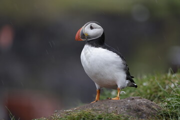Puffin Iceland