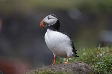 Puffin Iceland