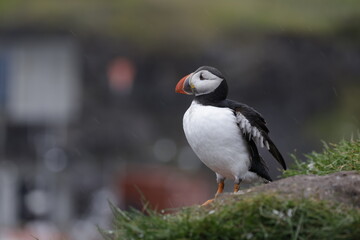 Puffin Iceland
