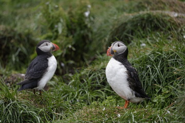 Puffin Iceland