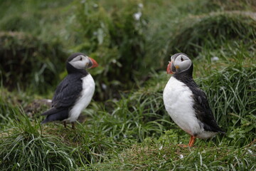 Puffin Iceland