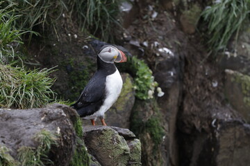 Fototapeta premium Puffin Iceland