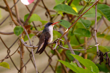 Colibrí Corona Violeta © JP STUDIO