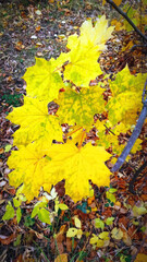 Vibrant Autumn Leaves Displaying a Stunning Array of Golden Hues in Natures Canvas