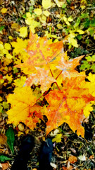 Vibrant Autumn Leaves Displaying a Stunning Array of Golden Hues in Natures Canvas