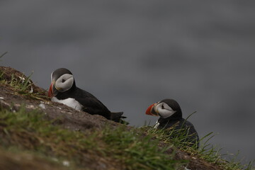 Puffin Iceland
