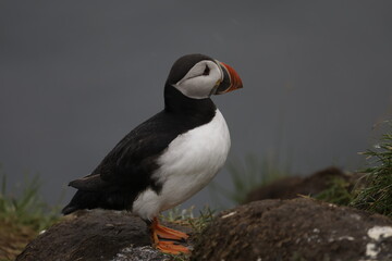 Puffin Iceland
