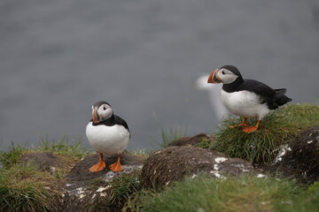 Puffin Iceland
