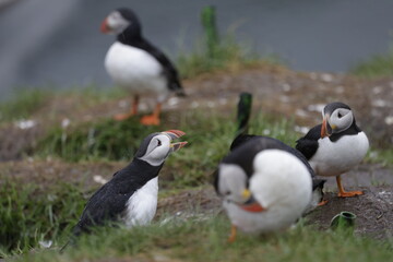 Puffin Iceland
