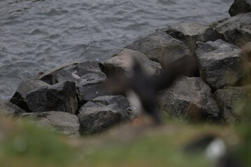 Obraz premium Puffin Iceland 