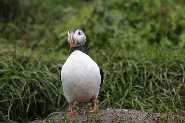 Puffin Iceland