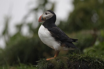 Puffin Iceland