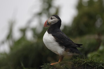 Puffin Iceland