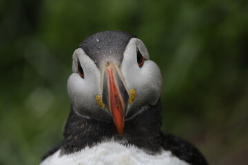 Puffin Iceland