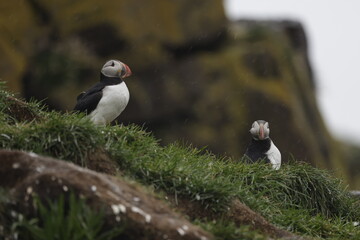 Puffin Iceland