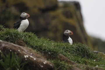 Puffin Iceland