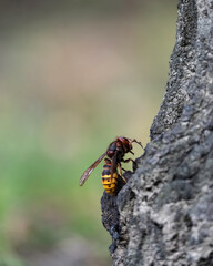 Hornet on tree bark feeding on sap. Close-up of Vespa crabro on oak bark in its natural habitat. Nature concept.