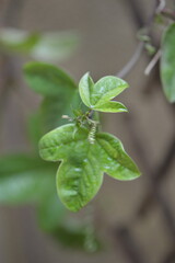 Flores, orugas y detalles macro