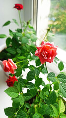 A Beautiful pink Rose is Blooming Gracefully in an Elegant White Pot, Radiating Charm
