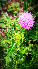 A Beautiful Pink Thistle Flower Found in Nature, Showcasing Its Stunning Features and Colors.