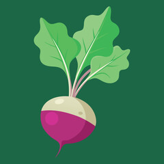 illustration of a sugar beet, radish vegetables 