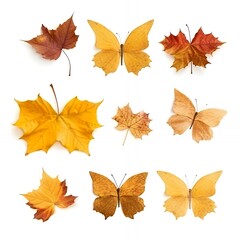Fototapeta premium Six orange and yellow butterflies and three maple leaves isolated on a white background.